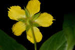 Fringed loosestrife